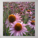 Search for coneflowers posters Floral
