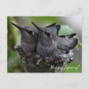 Search for hummingbird postcards Nature