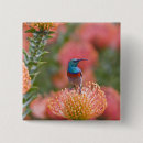 Search for animal collar badges Nature