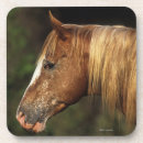 Search for appaloosa barware Headshot