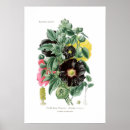 Search for hollyhocks posters Illustration