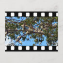 Search for gums postcards White
