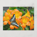Search for blue tropical postcards Animal