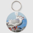 Search for seagull key rings Wildlife