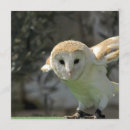 Search for barn owl invitations Owls