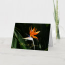 Search for bird paradise flower cards Tropical