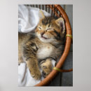Search for cute tabby cat posters Animal