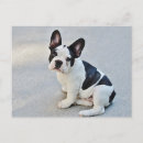 Search for frenchie postcards Puppies