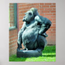 Search for primat posters Wild