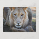 Search for male lions postcards Wildlife