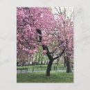 Search for cherry tree postcards Photography