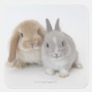 Search for lop rabbit stickers Togetherness