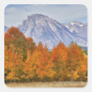 Search for aspen tree stickers Environment