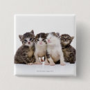 Search for four animals badges Nature