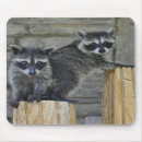 Search for raccoon mousepads Racoon