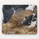 Search for calf mousepads Agriculture