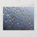 Search for dewdrops postcards Rain
