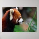 Search for red panda posters China