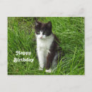 Search for black kitten birthday cards Feline