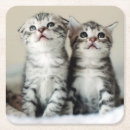 Search for kitten barware Pets