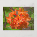 Search for azalea postcards Floral