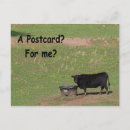Search for angus postcards Cow
