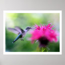 Search for ruby photography Hummingbird