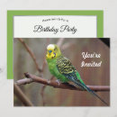 Search for parakeet” invitations Budgie