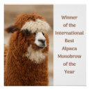 Search for alpaca posters Animal