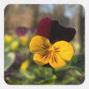 Search for pansies stickers Pansy