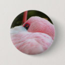 Search for flamingo badges Photography