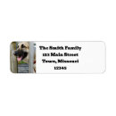 Search for dog return photography Canine