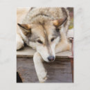 Search for husky dogs postcards Animal