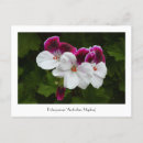 Search for regale postcards Flower