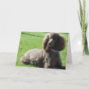 Search for standard poodles cards Puppy
