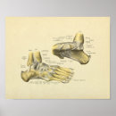 Search for ankle art Anatomy