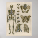 Search for vintage medical skeleton posters Anatomical