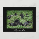 Search for mountain gorillas postcards Animal