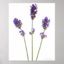Search for medicinal herbs posters Nature