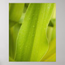 Search for wet leaf posters Nature