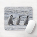 Search for baby chicks mousepads Animals in the wild
