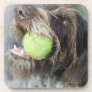 Search for bite coasters Animal body part