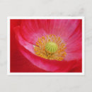 Search for pink poppy postcards Macro