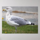Search for seagull posters Photography