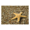 Search for echinoderms posters Ocean