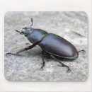 Search for stags electronics Beetle