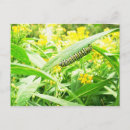 Search for plexippus Danaus