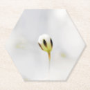Search for buds coasters White