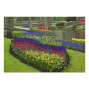 Search for grape hyacinth posters Landscape