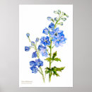 Search for delphinium art Botanical